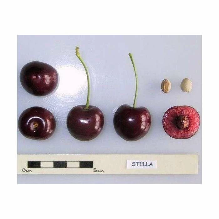 4-5ft 'Stella' Cherry Tree | Colt Semi Vigorous Rootstock | Bare Root 3 4-5ft 'Stella' Cherry Tree | Colt Semi Vigorous Rootstock | Bare Root - Image 3