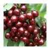 4-5ft 'Stella' Cherry Tree | Colt Semi Vigorous Rootstock | Bare Root
