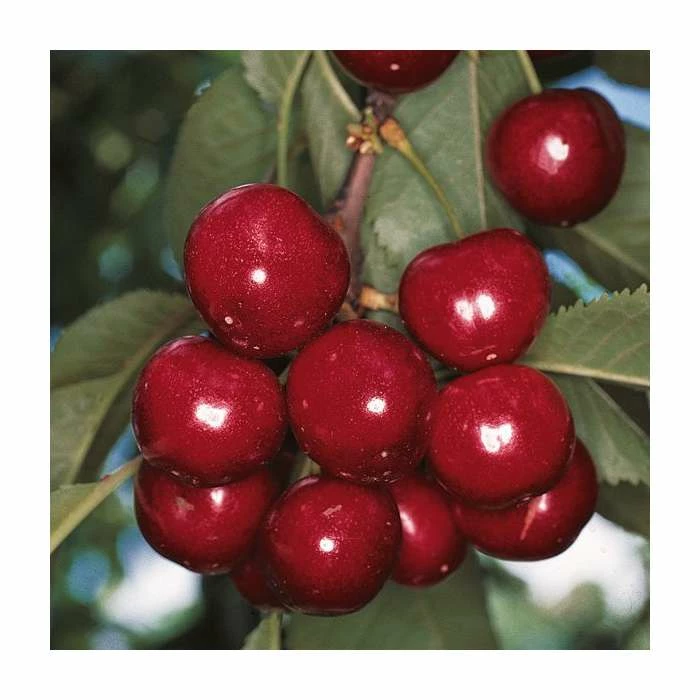 4-5ft 'Summer Sun' Cherry Tree | Colt Semi Vigorous Rootstock | Bare Root 1 4-5ft 'Summer Sun' Cherry Tree | Colt Semi Vigorous Rootstock | Bare Root