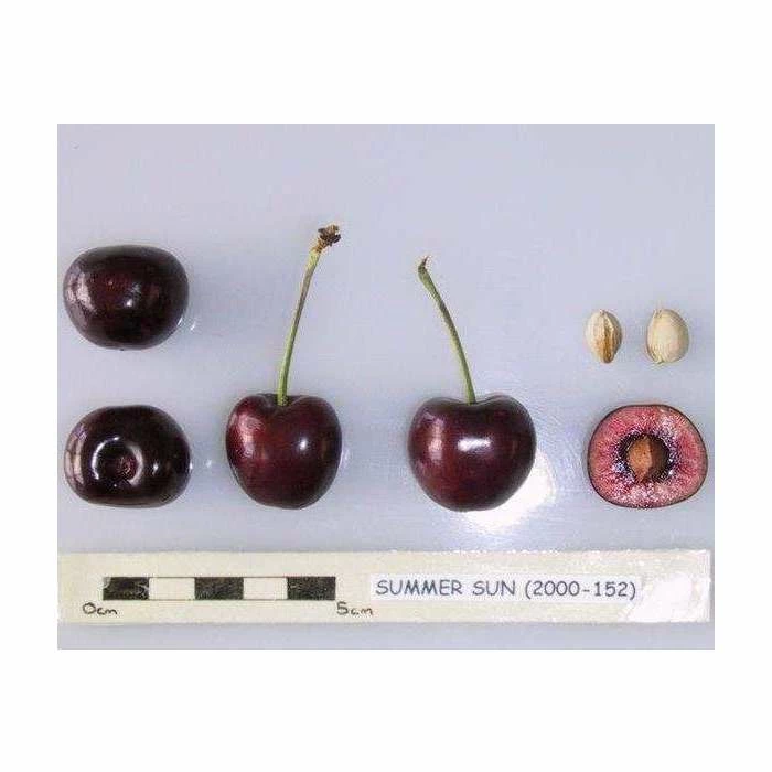 4-5ft 'Summer Sun' Cherry Tree | Colt Semi Vigorous Rootstock | Bare Root 2 4-5ft 'Summer Sun' Cherry Tree | Colt Semi Vigorous Rootstock | Bare Root - Image 2