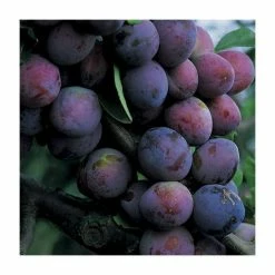 4-5ft 'Czar' Plum Tree | SJA Semi Vigorous Rootstock | Bare Root -botanical garden shop TR0036 add image 1 55ed