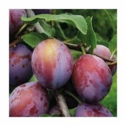 4-5ft 'Opal' Plum Tree | SJA Semi Vigorous Rootstock | Bare Root