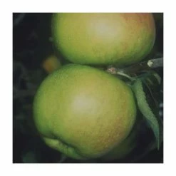 4-5ft 'Blenheim Orange' Dessert Apple Tree | M26 Semi Dwarfing Rootstock | 9L Pot 7 4-5ft 'Blenheim Orange' Dessert Apple Tree | M26 Semi Dwarfing Rootstock | 9L Pot -botanical garden shop TR0042 add image 2 6503