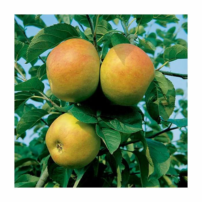4-5ft 'Blenheim Orange' Dessert Apple Tree | M26 Semi Dwarfing Rootstock | 9L Pot 4 4-5ft 'Blenheim Orange' Dessert Apple Tree | M26 Semi Dwarfing Rootstock | 9L Pot - Image 4