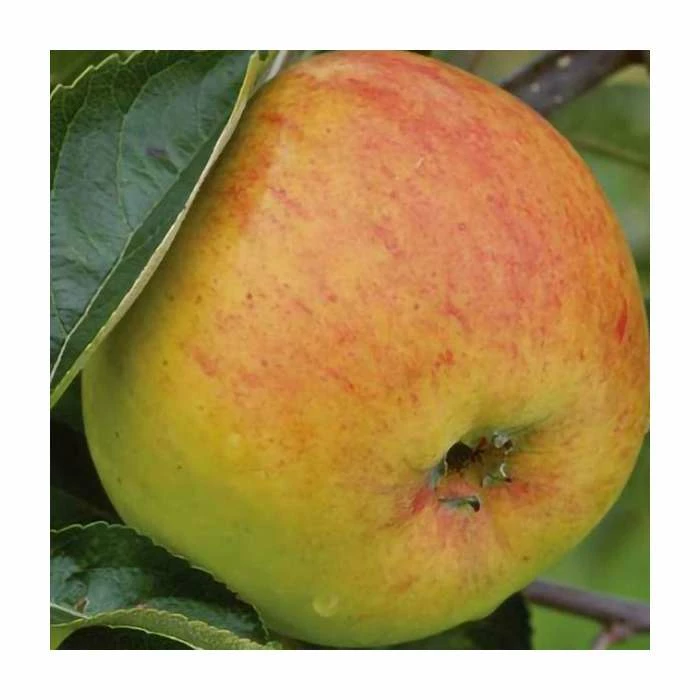 4-5ft 'Blenheim Orange' Dessert Apple Tree | M26 Semi Dwarfing Rootstock | 9L Pot 1 4-5ft 'Blenheim Orange' Dessert Apple Tree | M26 Semi Dwarfing Rootstock | 9L Pot