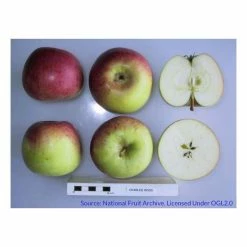 4-5ft 'Charles Ross' Dessert Apple Tree | MM106 Semi Vigorous Rootstock | 9L Pot -botanical garden shop TR0044 add image 2 2ad6