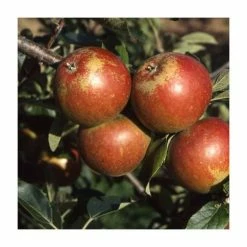 4-5ft 'Cox's Orange Pippin' Dessert Apple Tree | M26 Semi Dwarfing Rootstock | 9L Pot -botanical garden shop TR0045 add image 3 a74e