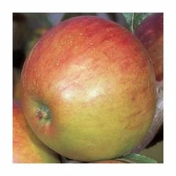 4-5ft 'Laxton's Fortune' Dessert Apple Tree | M26 Semi Dwarfing Rootstock | 9L Pot