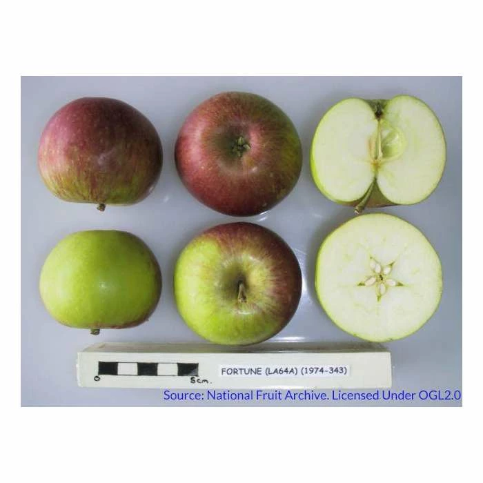 4-5ft 'Laxton's Fortune' Dessert Apple Tree | M26 Semi Dwarfing Rootstock | 9L Pot 2 4-5ft 'Laxton's Fortune' Dessert Apple Tree | M26 Semi Dwarfing Rootstock | 9L Pot - Image 2