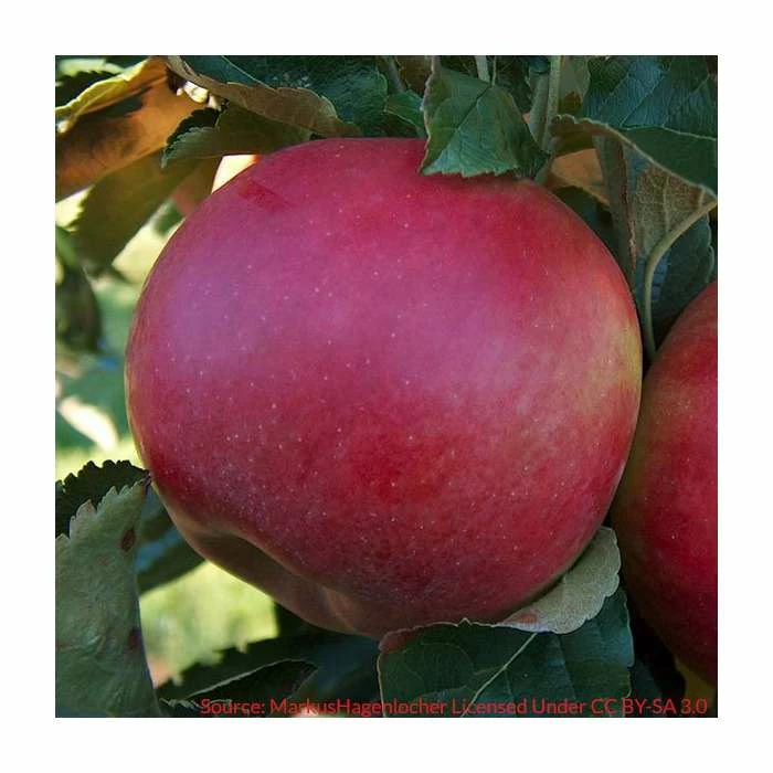 4-5ft 'Idared' Dessert Apple Tree | MM106 Semi Vigorous Rootstock | 9L Pot 2 4-5ft 'Idared' Dessert Apple Tree | MM106 Semi Vigorous Rootstock | 9L Pot - Image 2