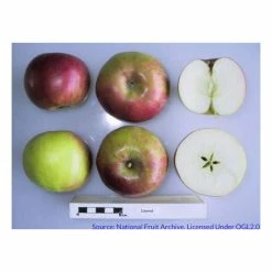 4-5ft 'Idared' Dessert Apple Tree | MM106 Semi Vigorous Rootstock | 9L Pot 5 4-5ft 'Idared' Dessert Apple Tree | MM106 Semi Vigorous Rootstock | 9L Pot -botanical garden shop TR0056 add image 2 a1d6