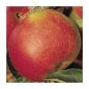 4-5ft 'Idared' Dessert Apple Tree | MM106 Semi Vigorous Rootstock | 9L Pot