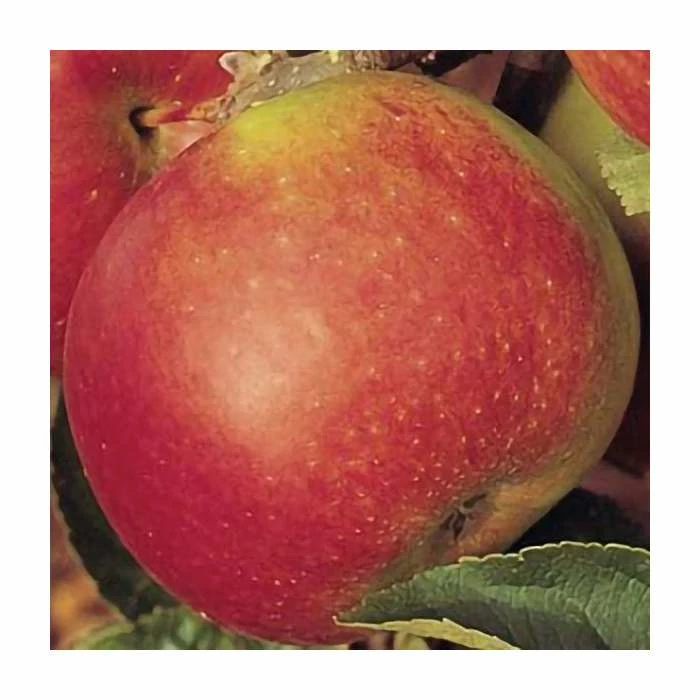 4-5ft 'Idared' Dessert Apple Tree | MM106 Semi Vigorous Rootstock | 9L Pot 1 4-5ft 'Idared' Dessert Apple Tree | MM106 Semi Vigorous Rootstock | 9L Pot