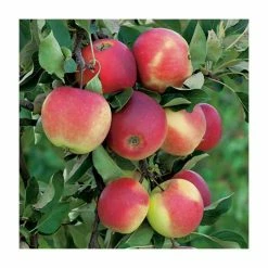 4-5ft 'James Grieve' Dessert Apple Tree | M26 Semi Dwarfing Rootstock | 9L Pot 10 4-5ft 'James Grieve' Dessert Apple Tree | M26 Semi Dwarfing Rootstock | 9L Pot -botanical garden shop TR0057 add image 1 0b45