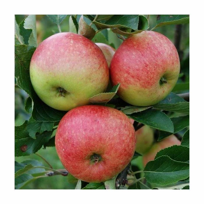 4-5ft 'James Grieve' Dessert Apple Tree | M26 Semi Dwarfing Rootstock | 9L Pot 4 4-5ft 'James Grieve' Dessert Apple Tree | M26 Semi Dwarfing Rootstock | 9L Pot - Image 4