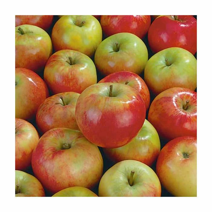 4-5ft 'James Grieve' Dessert Apple Tree | M26 Semi Dwarfing Rootstock | 9L Pot 7 4-5ft 'James Grieve' Dessert Apple Tree | M26 Semi Dwarfing Rootstock | 9L Pot - Image 7