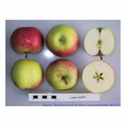 4-5ft 'James Grieve' Dessert Apple Tree | M26 Semi Dwarfing Rootstock | 9L Pot 15 4-5ft 'James Grieve' Dessert Apple Tree | M26 Semi Dwarfing Rootstock | 9L Pot -botanical garden shop TR0057 add image 6 043c