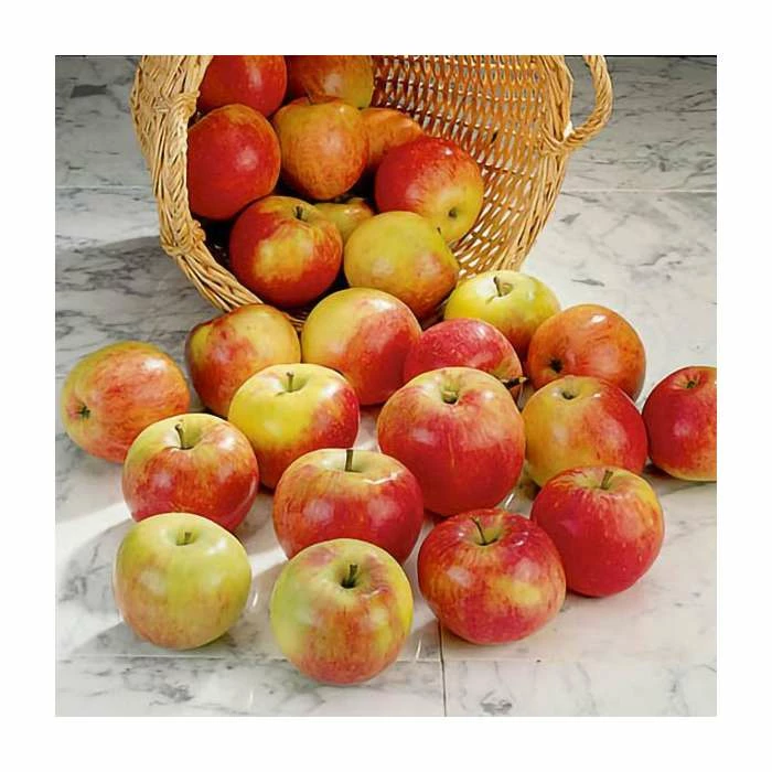 4-5ft 'James Grieve' Dessert Apple Tree | M26 Semi Dwarfing Rootstock | 9L Pot 2 4-5ft 'James Grieve' Dessert Apple Tree | M26 Semi Dwarfing Rootstock | 9L Pot - Image 2
