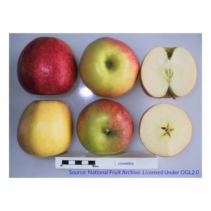 4-5ft 'Jonagold' Dessert Apple Tree | M26 Semi Dwarfing Rootstock | 9L Pot 2 4-5ft 'Jonagold' Dessert Apple Tree | M26 Semi Dwarfing Rootstock | 9L Pot - Image 2