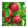 4-5ft 'Jonagold' Dessert Apple Tree | M26 Semi Dwarfing Rootstock | 9L Pot