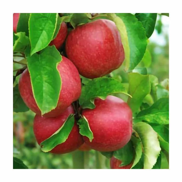 4-5ft 'Jonagold' Dessert Apple Tree | M26 Semi Dwarfing Rootstock | 9L Pot 1 4-5ft 'Jonagold' Dessert Apple Tree | M26 Semi Dwarfing Rootstock | 9L Pot