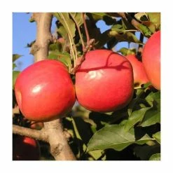 4-5ft 'Jupiter' Dessert Apple Tree | M26 Semi Dwarfing Rootstock | 9L Pot