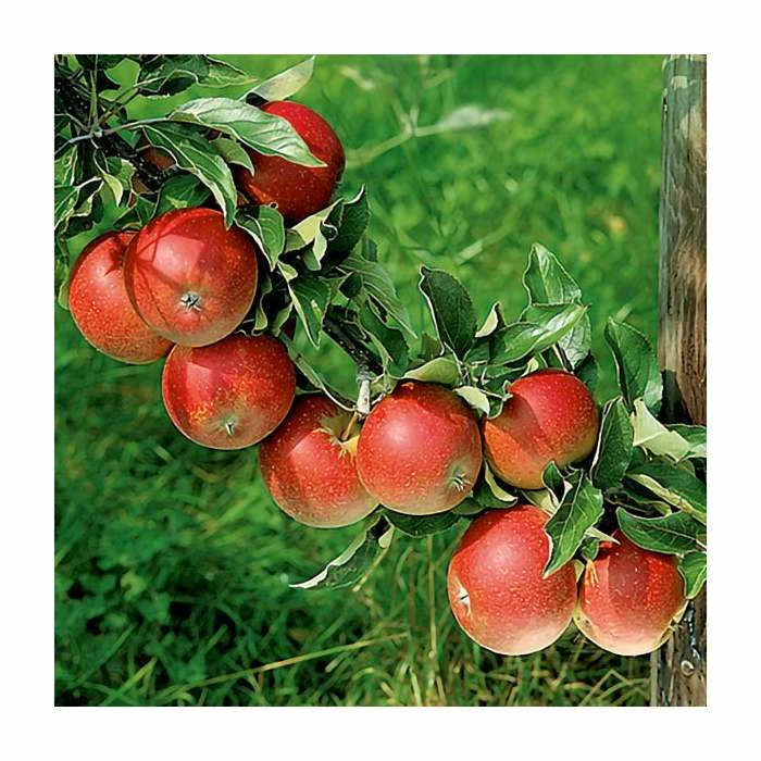 4-5ft 'Kidd's Orange Red' Dessert Apple Tree | M26 Semi Dwarfing Rootstock | 9L Pot 2 4-5ft 'Kidd's Orange Red' Dessert Apple Tree | M26 Semi Dwarfing Rootstock | 9L Pot - Image 2