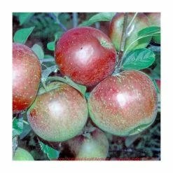 4-5ft 'Laxton's Superb' Dessert Apple Tree | M26 Semi Dwarfing Rootstock | 9L Pot -botanical garden shop TR0062 add image 1 52a2