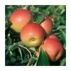 4-5ft 'Laxton's Superb' Dessert Apple Tree | M26 Semi Dwarfing Rootstock | 9L Pot