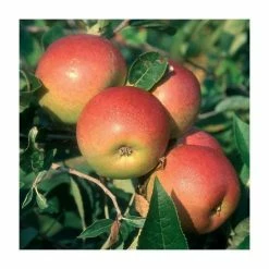 4-5ft 'Laxton's Superb' Dessert Apple Tree | M26 Semi Dwarfing Rootstock | 9L Pot