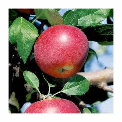 4-5ft 'Red Devil' Dessert Apple Tree | M26 Semi Dwarfing Rootstock | 9L Pot