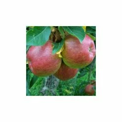 4-5ft 'Red Ellison' Dessert Apple Tree | M26 Semi Dwarfing Rootstock | 9L Pot