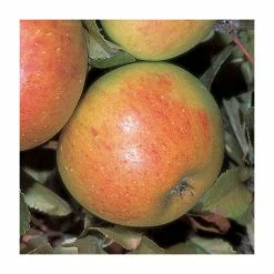 4-5ft 'Sunset' Dessert Apple Tree | M26 Semi Dwarfing Rootstock | 9L Pot