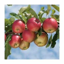 4-5ft 'Worcester Pearmain' Dessert Apple Tree | M26 Semi Dwarfing Rootstock | 9L Pot -botanical garden shop TR0073 add image 1 166a