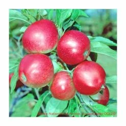 4-5ft 'Worcester Pearmain' Dessert Apple Tree | M26 Semi Dwarfing Rootstock | 9L Pot -botanical garden shop TR0073 add image 3 30aa