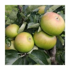 4-5ft 'Bramley's Seedling' Cooking Apple Tree | M26 Semi Dwarfing Rootstock | 9L Pot -botanical garden shop TR0075 add image 1 3dbd