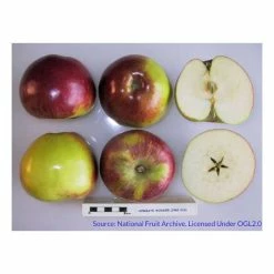 4-5ft 'Howgate Wonder' Cooking Apple Tree | M26 Semi Dwarfing Rootstock | 9L Pot 7 4-5ft 'Howgate Wonder' Cooking Apple Tree | M26 Semi Dwarfing Rootstock | 9L Pot -botanical garden shop TR0077 add image 2 d7ec