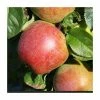 4-5ft 'Howgate Wonder' Cooking Apple Tree | M26 Semi Dwarfing Rootstock | 9L Pot