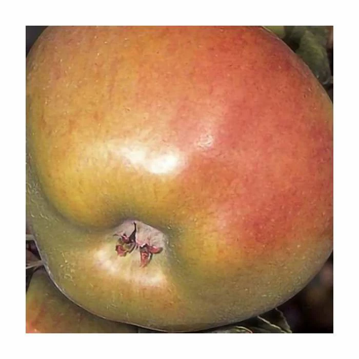 4-5ft 'Howgate Wonder' Cooking Apple Tree | M26 Semi Dwarfing Rootstock | 9L Pot 2 4-5ft 'Howgate Wonder' Cooking Apple Tree | M26 Semi Dwarfing Rootstock | 9L Pot - Image 2