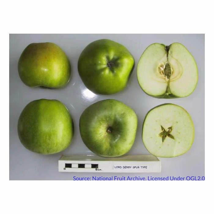 4-5ft 'Lord Derby' Cooking Apple Tree | M26 Semi Dwarfing Rootstock | 9L Pot 2 4-5ft 'Lord Derby' Cooking Apple Tree | M26 Semi Dwarfing Rootstock | 9L Pot - Image 2