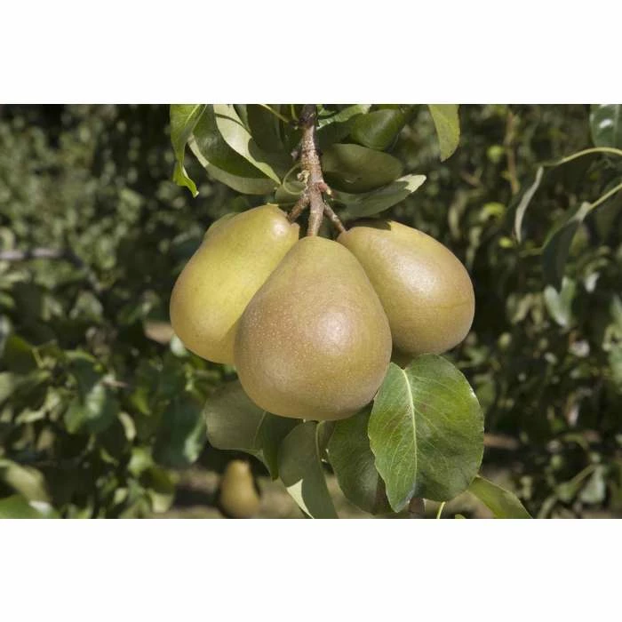 4-5ft 'Beurré Hardy' Pear Tree | Quince A Semi Dwarfing Rootstock | 9L Pot 2 4-5ft 'Beurré Hardy' Pear Tree | Quince A Semi Dwarfing Rootstock | 9L Pot - Image 2