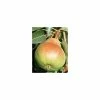 4-5ft 'Beurré Hardy' Pear Tree | Quince A Semi Dwarfing Rootstock | 9L Pot