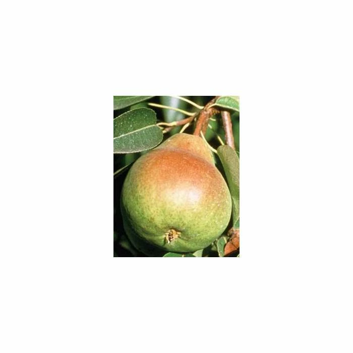 4-5ft 'Beurré Hardy' Pear Tree | Quince A Semi Dwarfing Rootstock | 9L Pot 1 4-5ft 'Beurré Hardy' Pear Tree | Quince A Semi Dwarfing Rootstock | 9L Pot