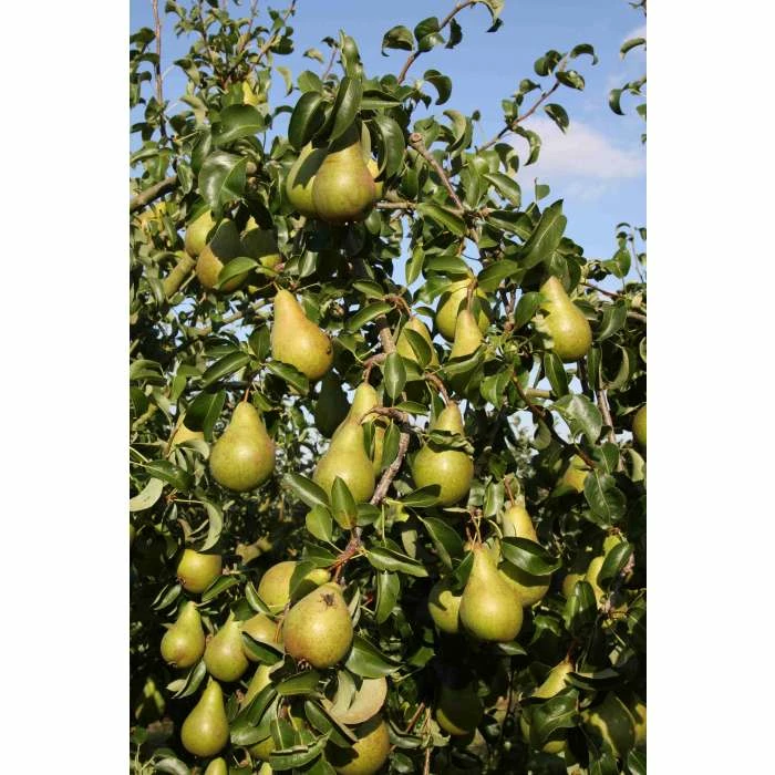 4-5ft 'Concorde' Pear Tree | Quince A Semi Dwarfing Rootstock | 9L Pot 2 4-5ft 'Concorde' Pear Tree | Quince A Semi Dwarfing Rootstock | 9L Pot - Image 2