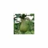 4-5ft 'Concorde' Pear Tree | Quince A Semi Dwarfing Rootstock | 9L Pot