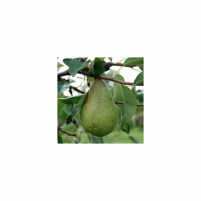 4-5ft 'Concorde' Pear Tree | Quince A Semi Dwarfing Rootstock | 9L Pot 1 4-5ft 'Concorde' Pear Tree | Quince A Semi Dwarfing Rootstock | 9L Pot