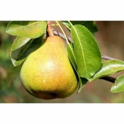 4-5ft 'Conference' Pear Tree | Quince A Semi Dwarfing Rootstock | Bare Root 7 4-5ft 'Conference' Pear Tree | Quince A Semi Dwarfing Rootstock | Bare Root -botanical garden shop TR0082BR add image 1 92af