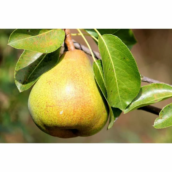4-5ft 'Conference' Pear Tree | Quince A Semi Dwarfing Rootstock | Bare Root 3 4-5ft 'Conference' Pear Tree | Quince A Semi Dwarfing Rootstock | Bare Root - Image 3