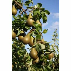 4-5ft 'Conference' Pear Tree | Quince A Semi Dwarfing Rootstock | Bare Root 8 4-5ft 'Conference' Pear Tree | Quince A Semi Dwarfing Rootstock | Bare Root -botanical garden shop TR0082BR add image 2 ebc5