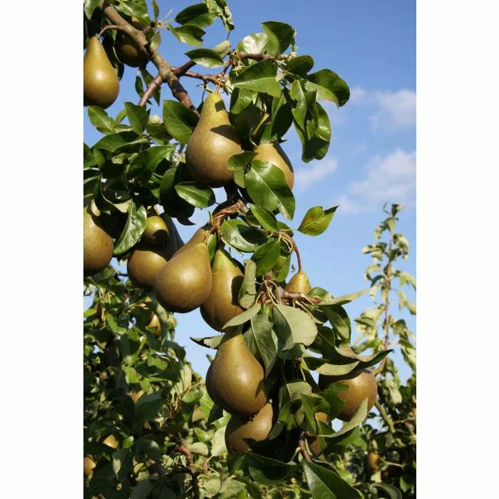 4-5ft 'Conference' Pear Tree | Quince A Semi Dwarfing Rootstock | Bare Root 4 4-5ft 'Conference' Pear Tree | Quince A Semi Dwarfing Rootstock | Bare Root - Image 4